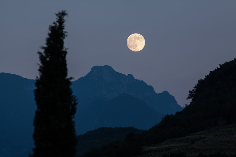 Moonlit Garden